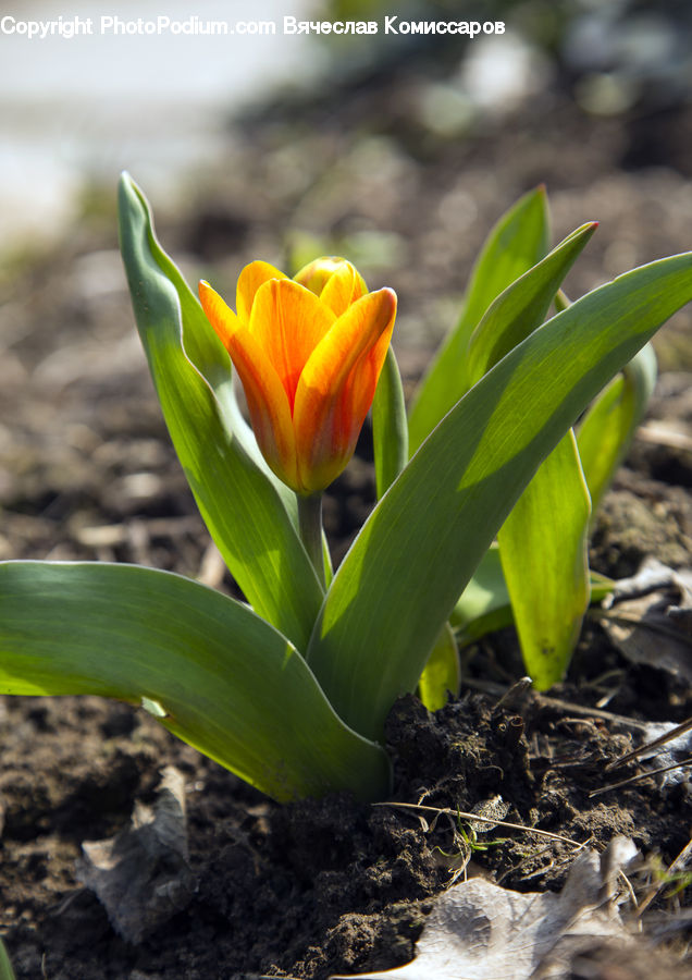 Plant, Sprout, Blossom, Crocus, Flora, Flower, Squash