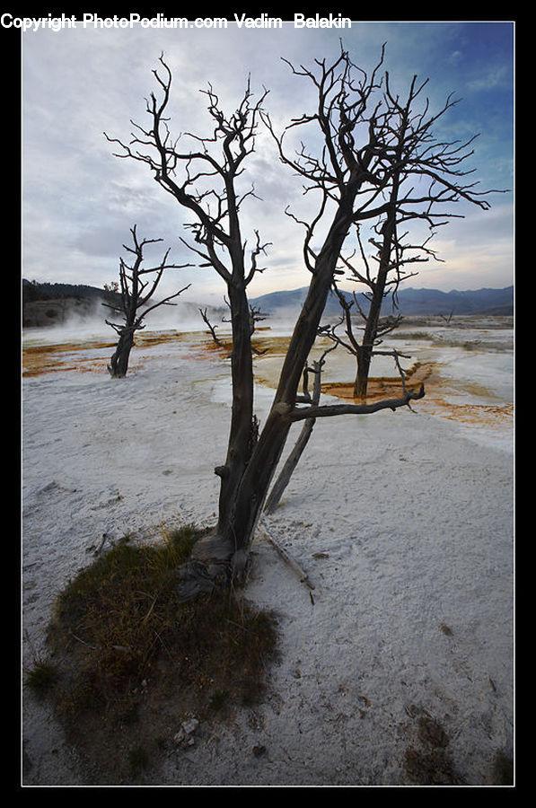 Plant, Tree, Beach, Coast, Outdoors, Sea, Water