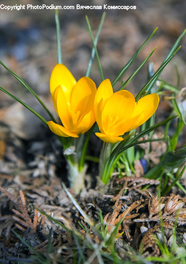 Blossom, Crocus, Flora, Flower, Plant, Fern, Conifer