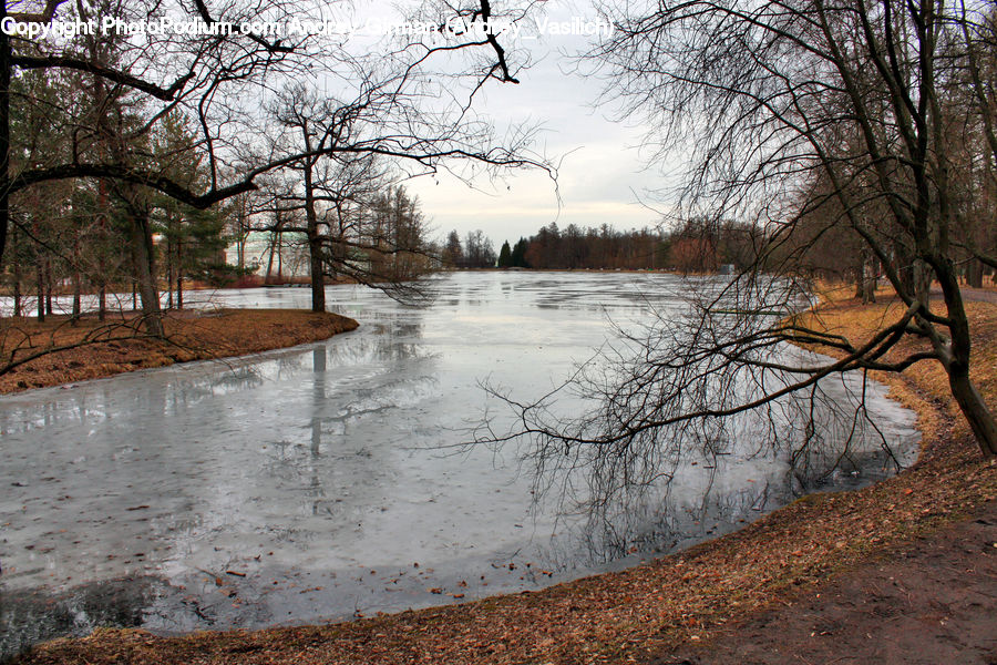 Flood, Plant, Tree, Forest, Grove, Land, Oak