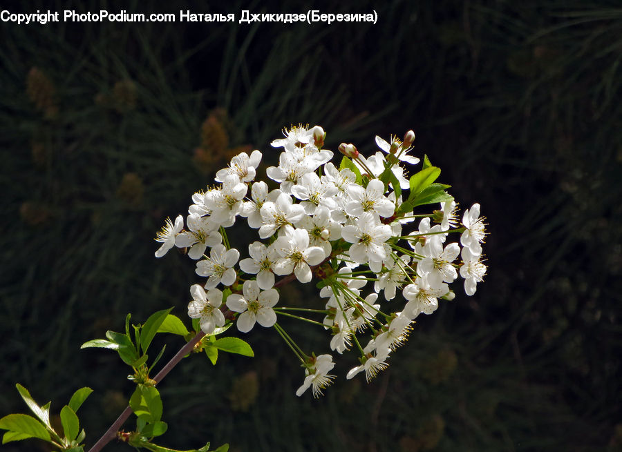 Blossom, Flora, Flower, Plant, Cherry Blossom, Flower Arrangement, Flower Bouquet
