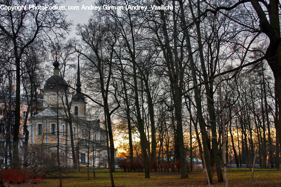 Campus, Architecture, Mansion, Park, Plant, Tree, Forest