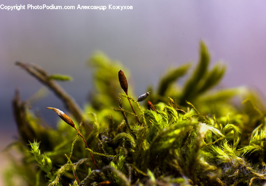 Moss, Plant, Conifer, Fir, Tree, Field, Grass