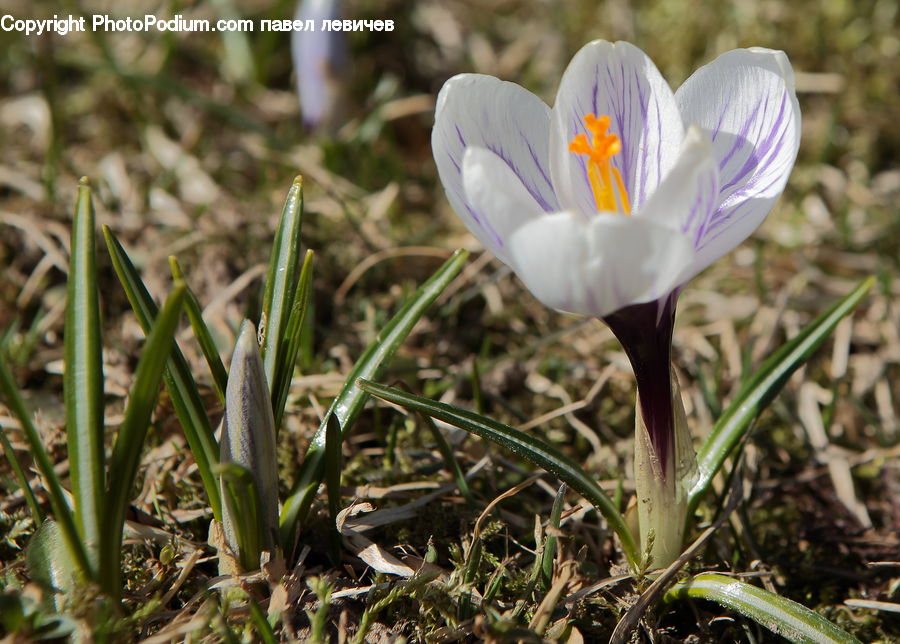 Blossom, Crocus, Flora, Flower, Plant, Aloe, Field