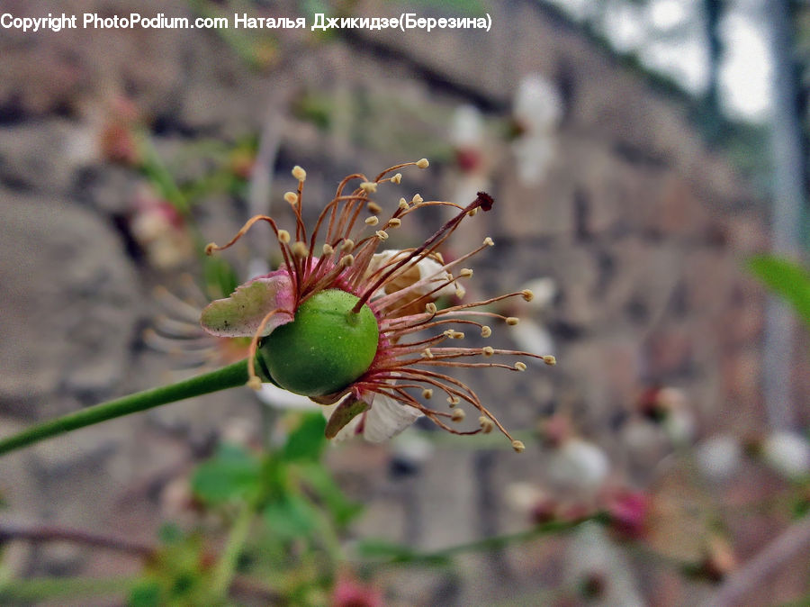 Bud, Plant, Blossom, Flora, Flower, Conifer, Fir