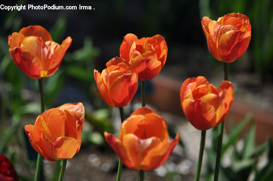Blossom, Flora, Flower, Plant, Tulip, Crocus