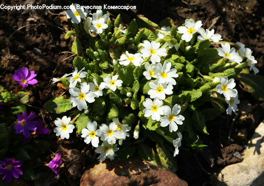 Blossom, Flora, Flower, Plant, Daisies, Daisy, Geranium