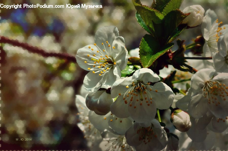 Blossom, Flora, Flower, Plant, Cherry Blossom, Pollen, Petal