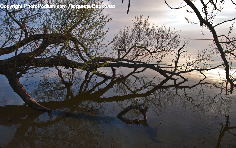 Outdoors, Ripple, Water, Plant, Tree, Landscape, Nature