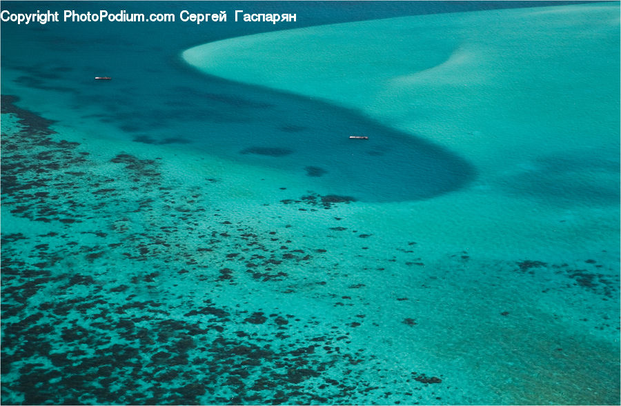 Coral Reef, Outdoors, Reef, Sea, Sea Life, Water