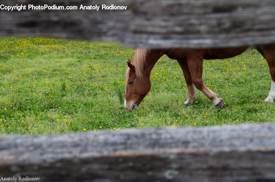 Animal, Colt Horse, Foal, Horse, Mammal, Field, Grass