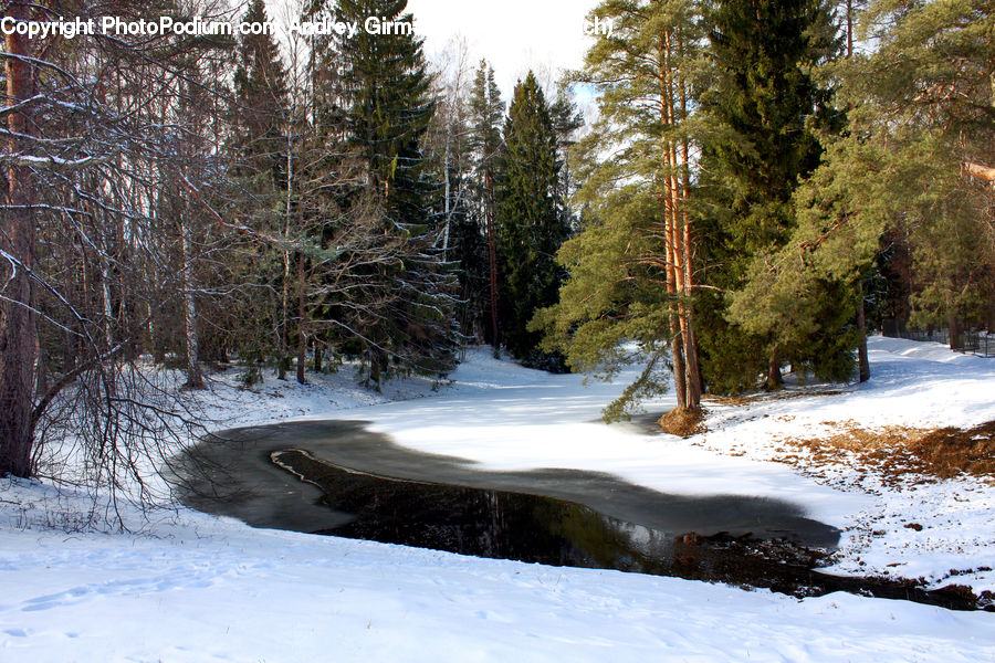 Conifer, Fir, Pine, Spruce, Wood, Plant, Tree