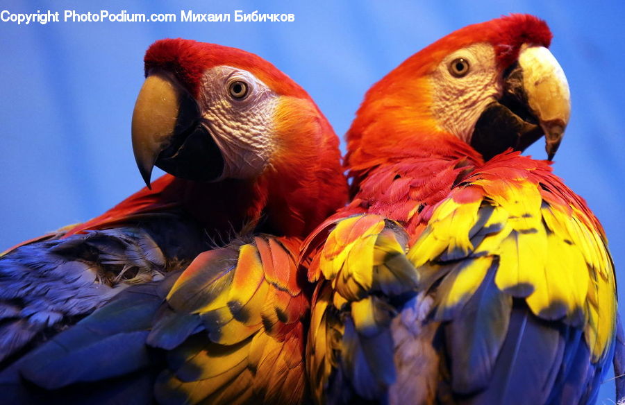 Bird, Macaw, Parrot, Beak