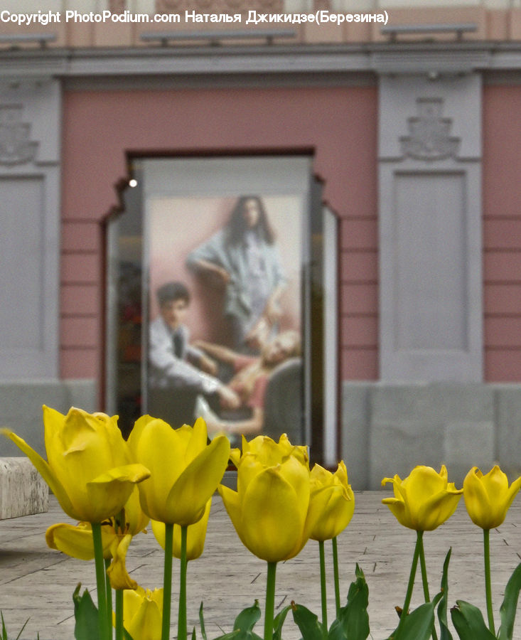 Blossom, Flora, Flower, Plant, Tulip, Daffodil, Flower Arrangement