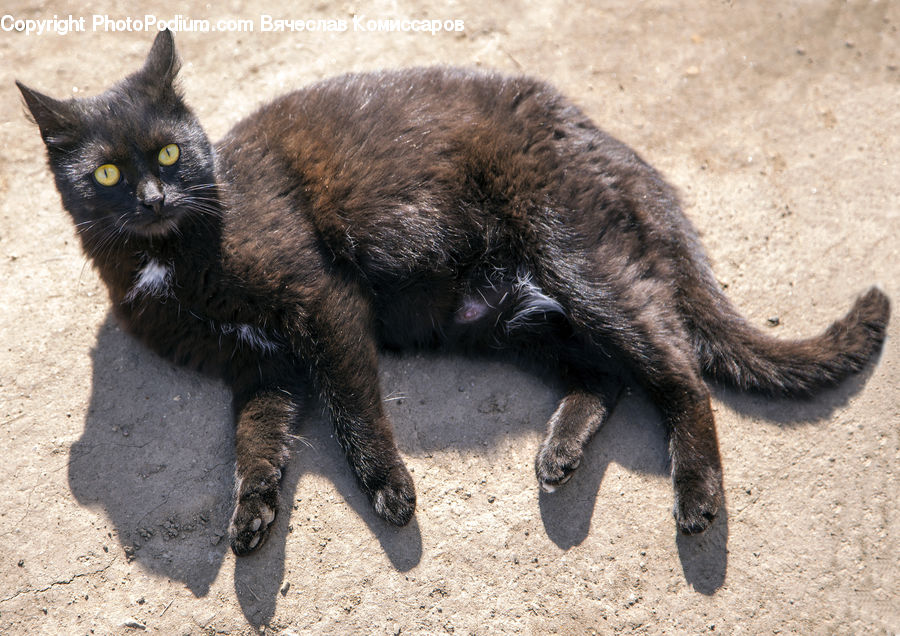 Animal, Black Cat, Cat, Mammal, Pet, Manx