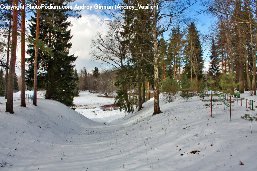 Conifer, Fir, Plant, Tree, Ice, Outdoors, Snow
