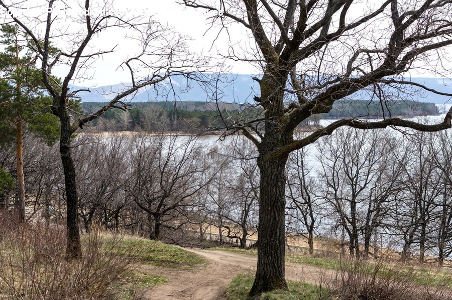 Oak, Tree, Wood, Birch, Plant, Bush, Vegetation