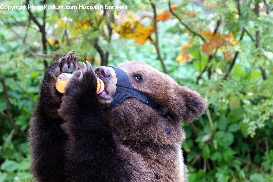 Animal, Bear, Giant Panda, Mammal