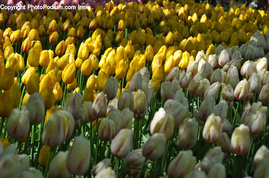 Blossom, Flora, Flower, Plant, Tulip, Crocus, Field