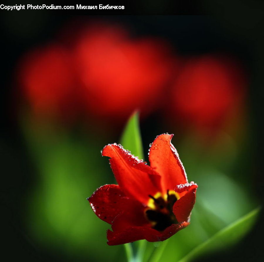 Blossom, Flora, Flower, Plant, Tulip, Gladiolus, Geranium