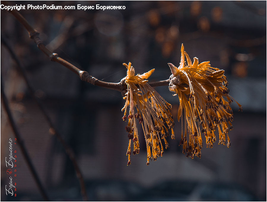 Conifer, Larch, Tree, Wood, Fir, Plant, Flora