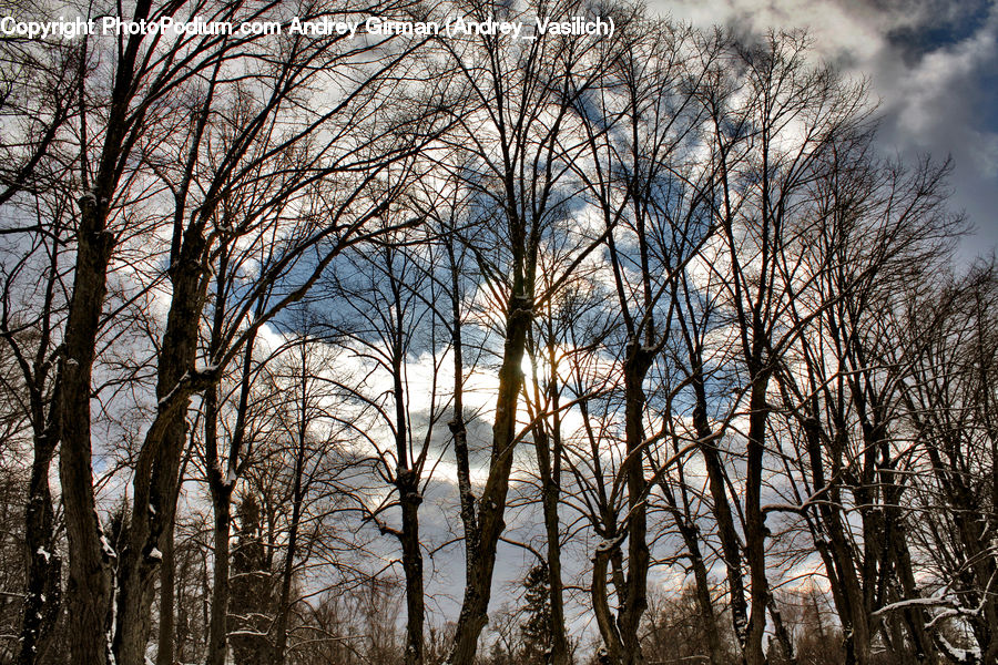 Birch, Tree, Wood, Field, Grass, Grassland, Plant