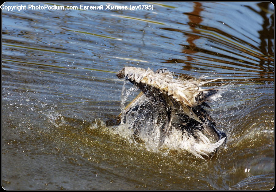 Water, Alligator, Crocodile, Reptile, Outdoors, Sea, Sea Waves