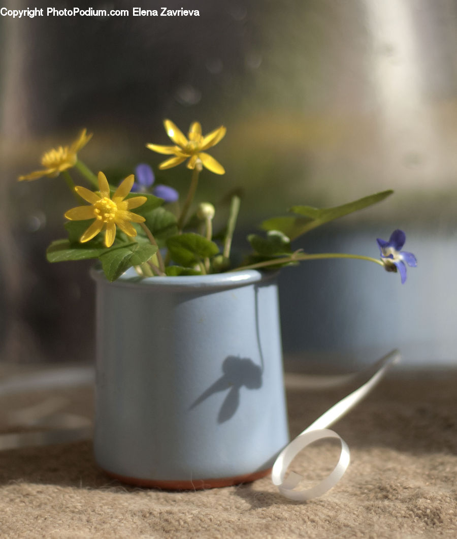 Plant, Potted Plant, Pot, Pottery, Blossom, Flora, Flower