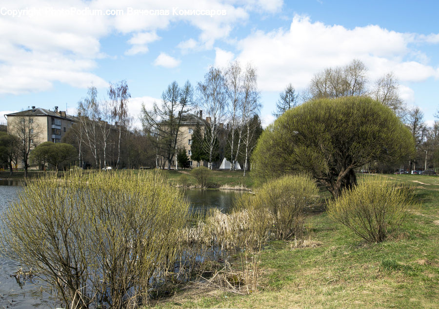 Conifer, Fir, Plant, Tree, Field, Grass, Grassland