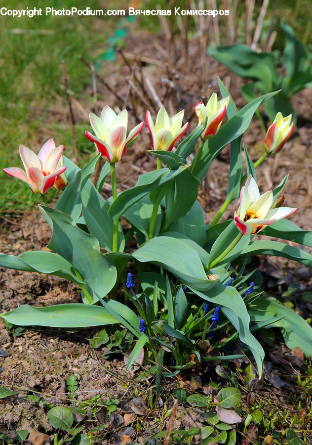 Flora, Flower, Gladiolus, Plant, Blossom, Tulip, Vine