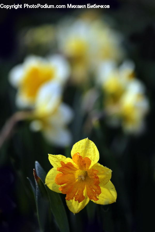 Blossom, Daffodil, Flora, Flower, Plant, Crocus