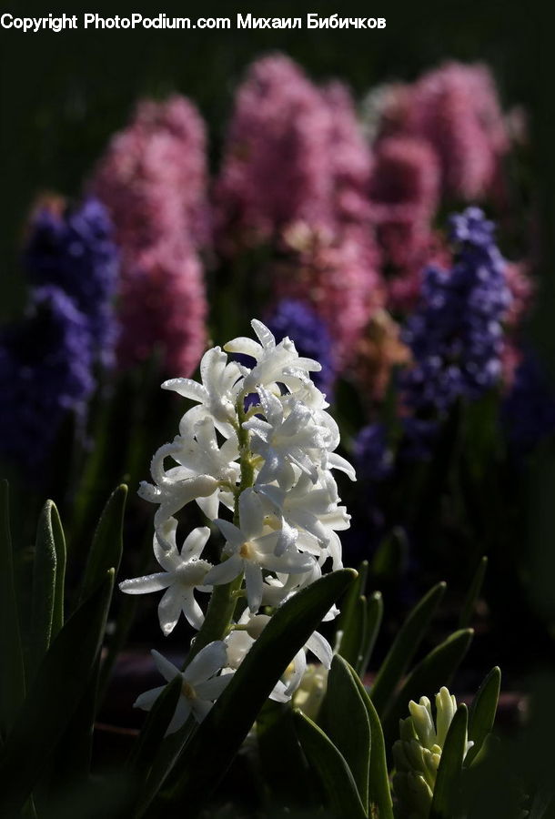 People, Person, Human, Amaryllidaceae, Blossom, Flower, Plant