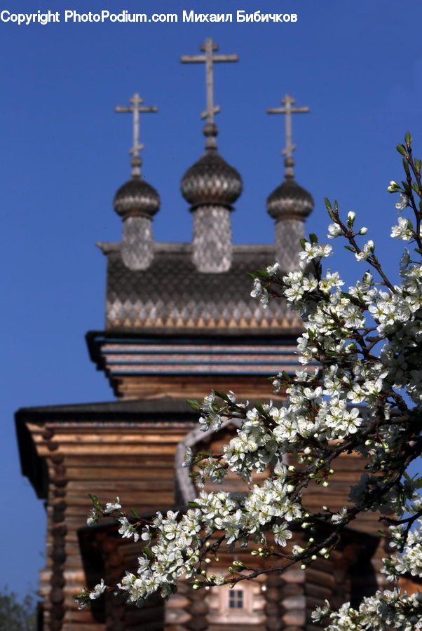 Blossom, Flora, Flower, Plant, Architecture, Bell Tower, Clock Tower