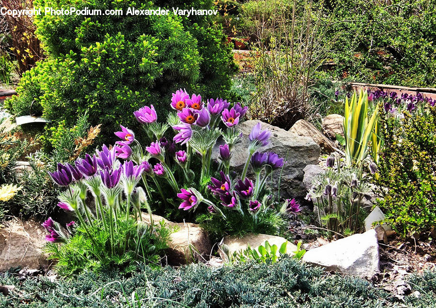 Plant, Potted Plant, Blossom, Crocus, Flora, Flower, Garden