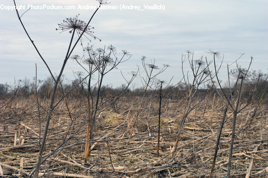 Field, Grass, Grassland, Plant, Grain, Wheat, Land