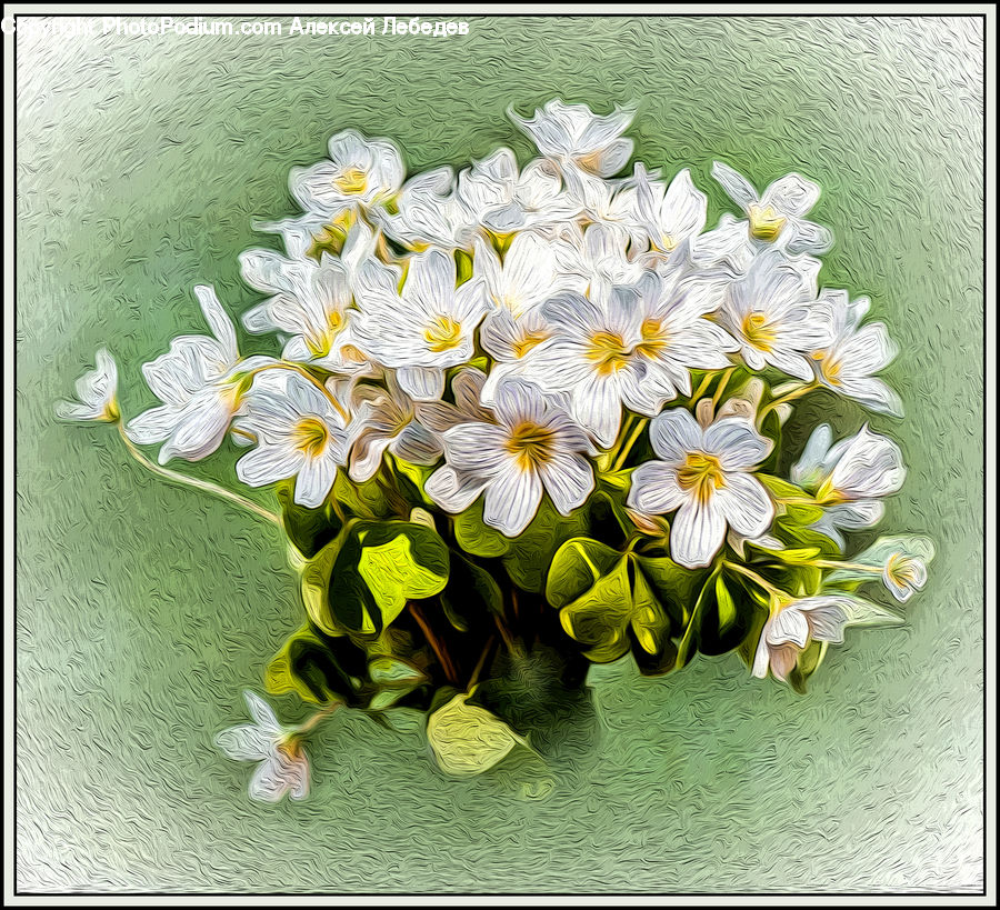Daisies, Daisy, Flower, Plant, Flower Arrangement, Flower Bouquet, Blossom
