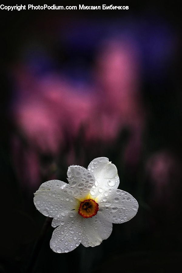 Anemone, Blossom, Flower, Plant, Flora, Petal, Poppy