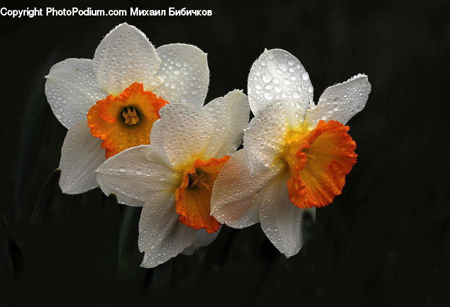 Blossom, Daffodil, Flora, Flower, Plant, Petal, Crocus