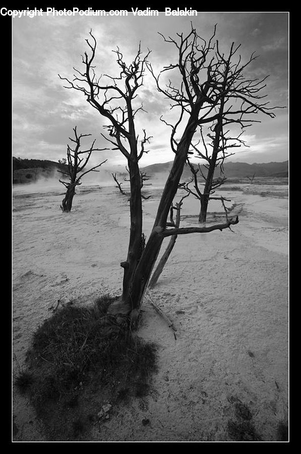 Plant, Tree, Outdoors, Sand, Soil, Oak, Wood