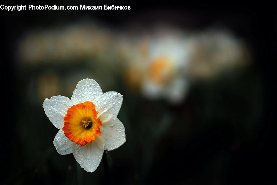 Blossom, Daffodil, Flora, Flower, Plant, Crocus, Daisies