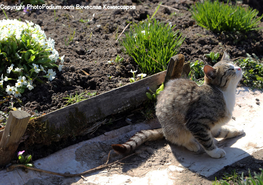 Animal, Cat, Mammal, Pet, Conifer, Fir, Plant