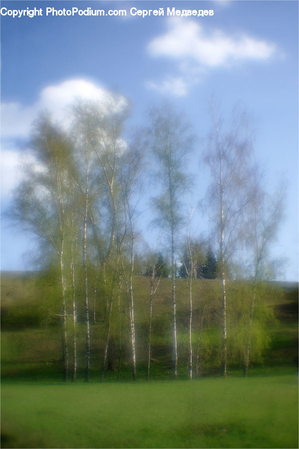Birch, Tree, Wood, Field, Grass, Grassland, Plant