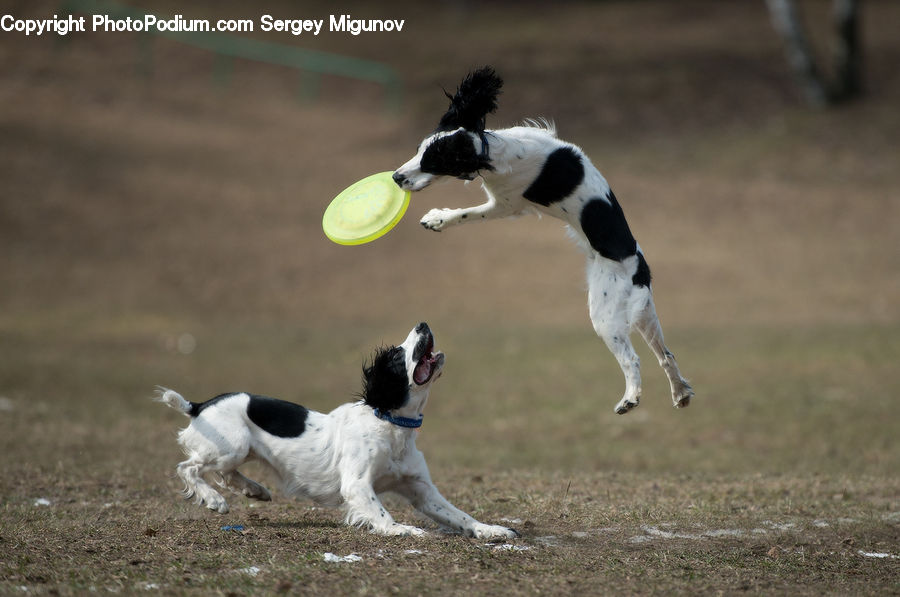 Animal, Canine, Cocker Spaniel, Dog, Mammal, Pet, Spaniel