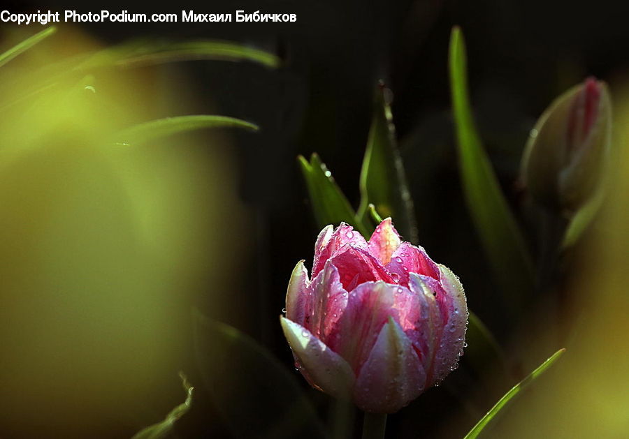 Bud, Plant, Blossom, Flora, Flower, Petal, Rose