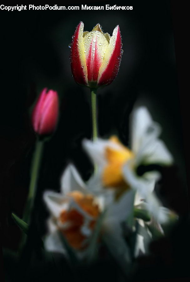 Blossom, Flora, Flower, Plant, Tulip, Bud, Gladiolus