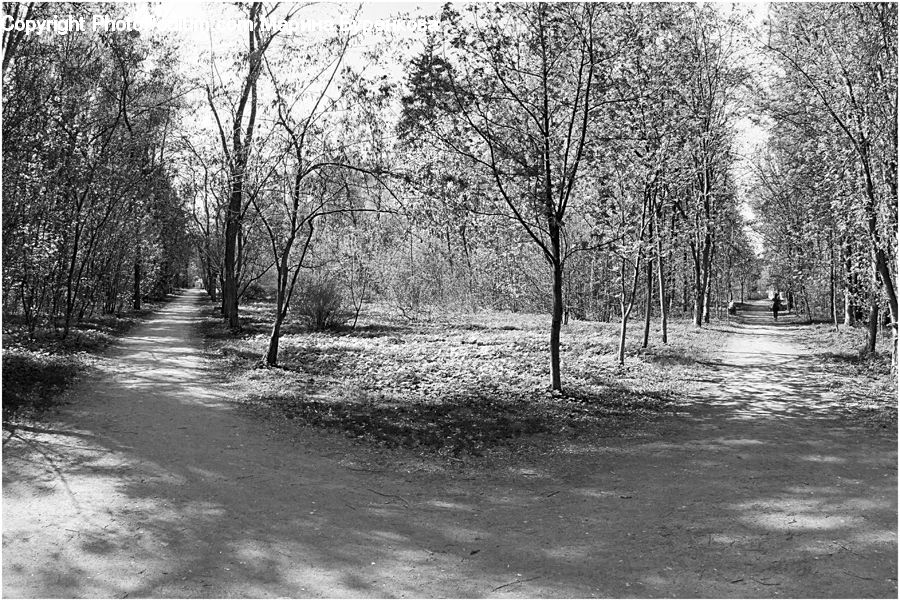 Path, Trail, Forest, Grove, Land, Birch, Tree