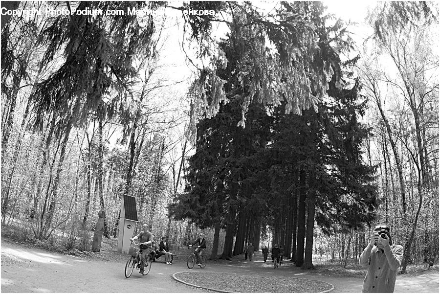 Plant, Tree, Fir, Forest, Grove, Vegetation, Path