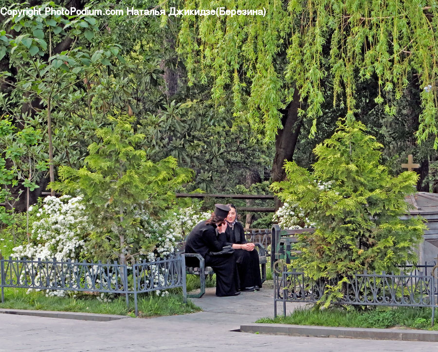 People, Person, Human, Bench, Plant, Weed, Forest