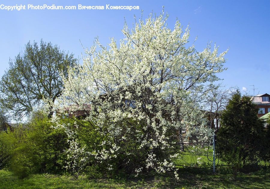 Blossom, Cherry Blossom, Flower, Flora, Plant, Tree, Landscape