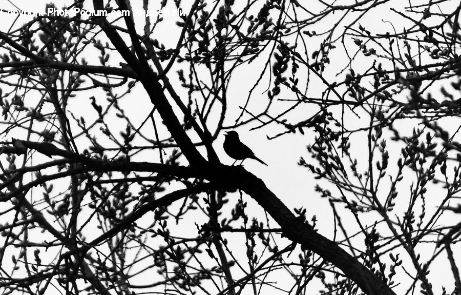 Plant, Tree, Bird, Blackbird, Crow